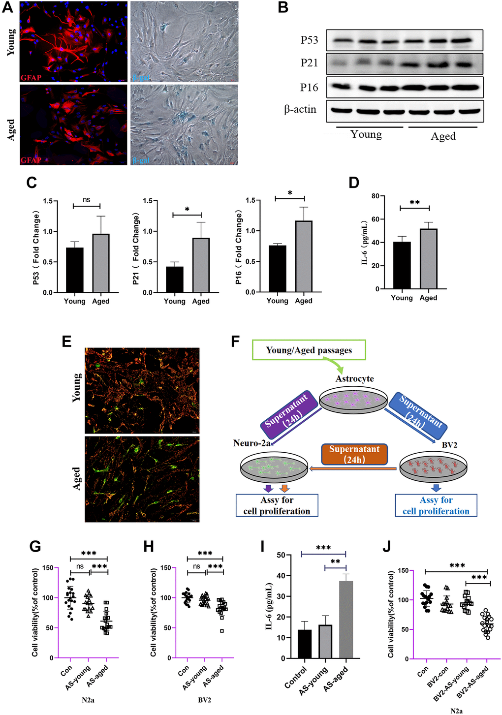 Astrocytes acquired senescent phenotype through serial passaging and SASP secretion may cause direct or indirect neuronal damage. (A) Immunofluorescent staining using GFAP antibody as astrocytes’ marker, and cell senescence staining of β-gal. (B) Representative immunoblot and (C) Quantitation of P53, P21, P16 and β-actin, in young and aged astrocytes. β-actin was a loading control and data are expressed relative to Young, n = 3. (D) Cytokine ELISA of IL-6 in culture medium released from Young and Aged astrocyte. (E) JC-1 staining. The red and green fluorescence reflects changes in the mitochondrial membrane potential of young and aged astrocytes, n = 3. (F) Scheme of conditioned media (CM) and cell viability assay by using young and aged astrocytes or astrocytes-CM treated BV2 cells. (G) Cell viability assay of N2a cells by treating with young and aged astrocytes’ supernatant. (H) Cell viability assay of BV2 cells by treating with young and aged astrocytes’ supernatant. (I) Cytokine ELISA of IL-6 in culture medium of BV2 treated with young/aged-astrocytes’ supernatant. (J) Cell viability assay of N2a cells by treating with supernatant of BV2 cells (treated with supernatant of young and aged astrocytes). All experiments were expressed as the mean +/−S.D, analyzed by ANOVA followed by Tukey’s test, *P **P ***P 