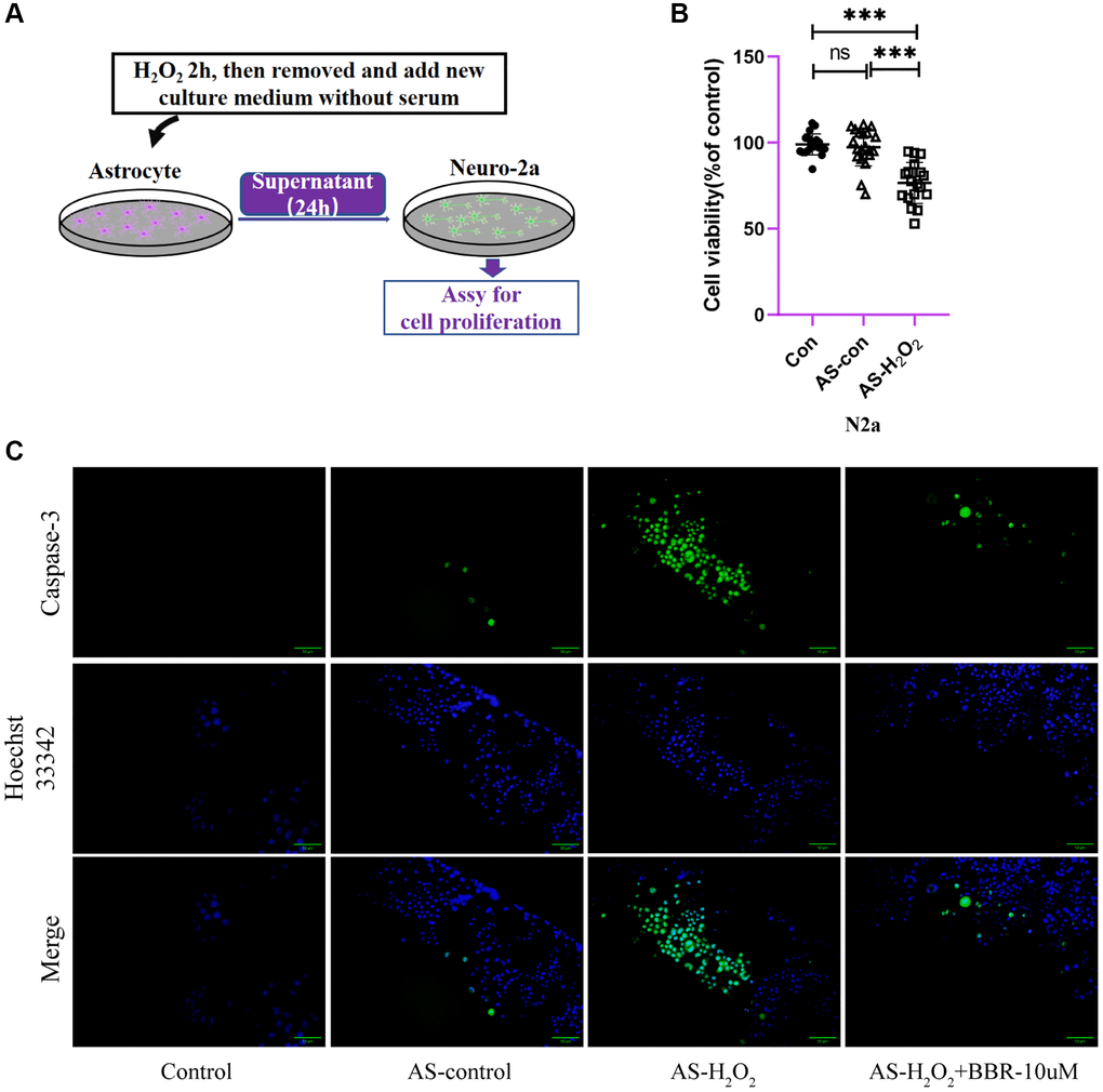 The direct effect of aged astrocytes in communicating with neurons. (A) A schematic diagram of the interaction of cell supernatants. (B) Cell viability assay of Neuro-2a cells by using astrocytes treated with or without H2O2 supernatant. (C) Caspase-3 activity in Neuro-2a cells (treated with astrocytes-CM for 24 h). Green fluorescence indicates the activity of caspase-3. Blue indicates nuclear stained by Hoechst33342. Merge is the overlapped green and blue. ×200 magnification. All experiments were expressed as the mean +/−S.D, analyzed by ANOVA followed by Tukey’s test, *P **P ***P 