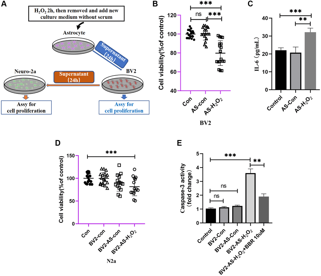 The indirect effect of aged astrocytes in communicating with microglia and neurons. (A) A schematic diagram of the interaction of cell supernatants. (B) Cell viability assay of BV2 cells by using astrocytes treated with or without H2O2 supernatant. (C) Cytokine ELISA of IL-6 in culture medium of BV2 treated with astrocyte supernatant (treated with or without H2O2) expressed as pg cytokine per mL of culture medium without serum. (D) Cell viability assay of N2a cells by using BV2 treated with astrocytes supernatant. (E) The caspase-3 activity was measured with a caspase-3 assay kit. All experiments were expressed as the mean +/−S.D, analyzed by ANOVA followed by Tukey’s test, *P **P ***P 