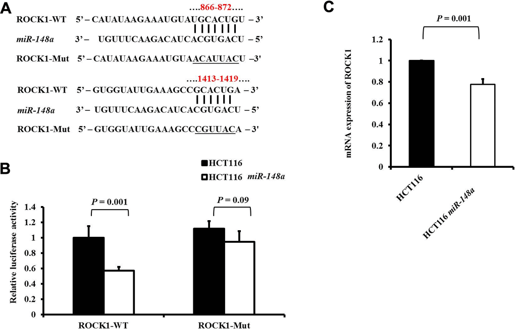 ROCK1 is a direct target of miR-148a in HCT-116 cells. (A) Two putative miR-148a-binding sites in ROCK1 3′-UTR and the two corresponding mutant binding sites (underlined) are shown; (B) miR-148a overexpression suppressed the activity of firefly luciferase that carried the wild-type (P = 0.001) but not mutant 3′-UTR of ROCK1; (C) The mRNA levels of ROCK1 were determined using qRT-PCR in stable HCT116 and HCT116-miR-148a cell lines, and the difference was significant in the HCT116-miR-148a cell line (P = 0.001).