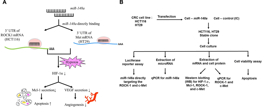 Study hypothesis and design. (A) We hypothesized that miR-148a inhibits the secretion of VEGF and Mcl-1 through the inactivation of HIF-1α by directly targeting ROCK1 and c-Met. This induced the apoptosis of and reduced angiogenesis in cancer cells. (B) In vitro, we transfected miR-148a into HCT116 and HT29 cells and established stable CRC clones. The luciferase reporter assay was performed to prove the direct targeting of ROCK1 and c-Met by miR-148a. The protein levels of HIF-1α, Mcl-1, ROCK1, and Met were examined through Western blotting, and the mRNA levels of ROCK1 and c-Met were tested through RT-PCR. The cell viability assay was used to examine the apoptosis.