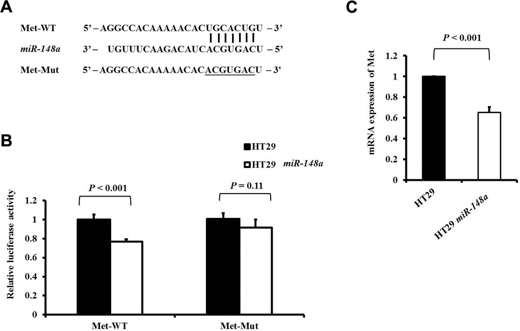 Met is a direct target of miR-148a in HT-29 cells. (A) miR-148a and its putative binding sequences in the 3′-UTR of Met. Mutations were generated at the complementary site (underlined) that binds to the seed region of miR-148a; (B) miR-148a overexpression suppressed the activity of firefly luciferase that carried the wild-type (P Met; (C) The mRNA levels of Met were determined using qRT-PCR in stable HT29 and HT29-miR-148a cell lines, and the difference was significant in the HT29-miR-148a cell line (P 