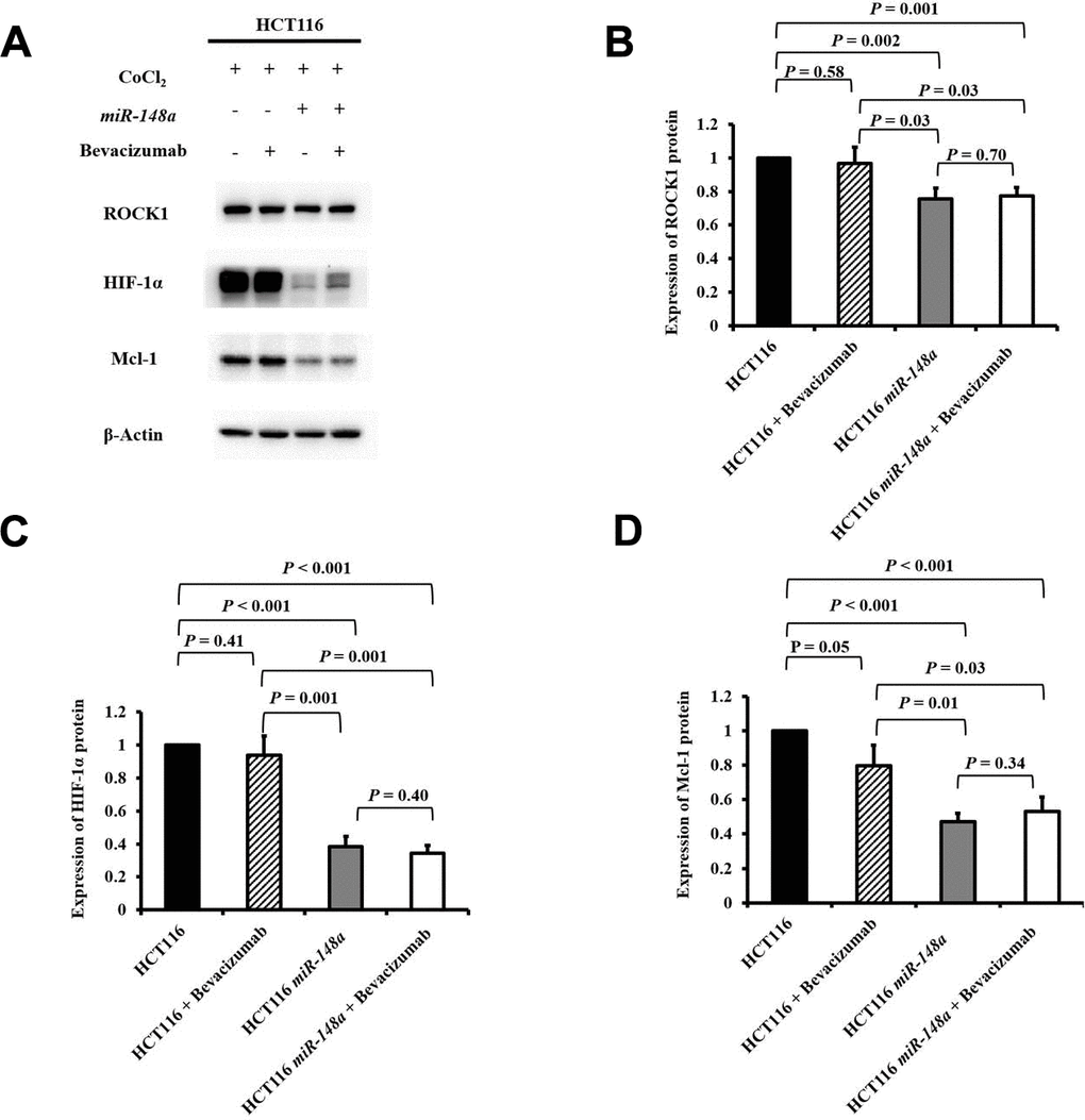 miR-148a inhibited the expression of HIF-1α and Mcl-1 proteins by directly targeting ROCK1 in HCT116 cells under hypoxia. The protein expression levels of ROCK1, HIF-1α, and Mcl-1 were evaluated under a hypoxic condition generated using CoCl2 and in four cell lines (HCT116, HCT116 + bevacizumab, HCT116-miR-148a, and HCT116-miR-148a + bevacizumab). β-Actin served as an internal control. (A) Protein levels of ROCK1, HIF-1α, and Mcl-1; (B) The protein expression level of ROCK1 was significantly decreased in the HCT116-miR-148a cells but not in the HCT116 cells (P = 0.002); (C) The protein expression level of HIF-1α was significantly decreased (P D) The Mcl-1 protein expression level was markedly decreased (P 