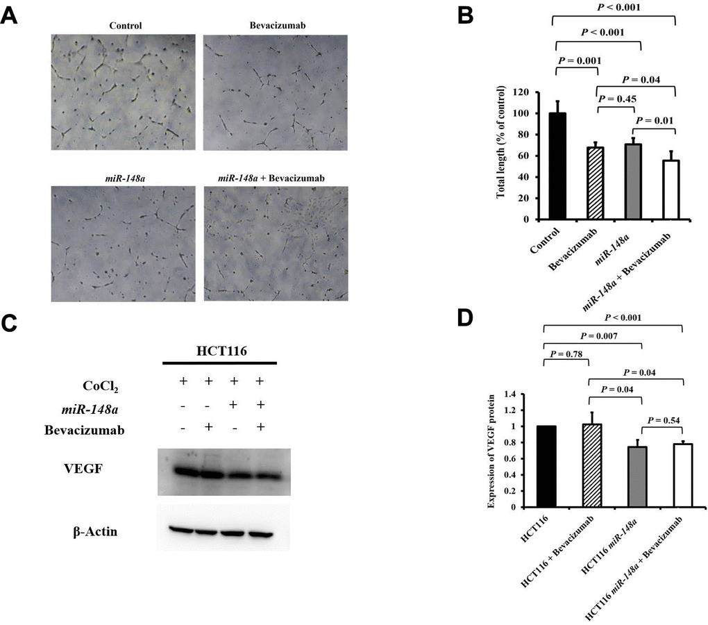 miR-148a suppresses VEGF secretion and the angiogenesis of bevacizumab in HCT116 colon cancer cells under hypoxic conditions. (A) Human umbilical vein endothelial cell tube formation assay was performed in four HCT116 cell lines (HCT116, HCT116 + bevacizumab, HCT116-miR-148a, and HCT116-miR-148a + bevacizumab); (B) Both miR-148a and bevacizumab significantly inhibited human umbilical vein endothelial cell formation (P P = 0.001; respectively); (C) VEGF expression levels in HCT116, HCT116 + bevacizumab, HCT116-miR-148a, HCT116-miR-148a + bevacizumab cells obtained using Western blotting under hypoxia; (D) miR-148a significantly inhibited VEGF secretion as shown in Western blotting analysis (P = 0.007) but not in HCT116 + bevacizumab cells. β-Actin served as an internal control.