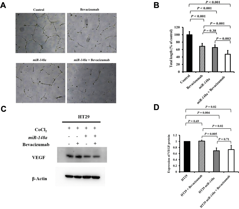 miR-148a suppresses VEGF secretion and the angiogenesis of bevacizumab in HT29 colon cancer cells under hypoxic conditions. (A) Human umbilical vein endothelial cell tube formation assay in four HT29 cell lines (HT29, HT29 + bevacizumab, HT29-miR-148a, and HT29-miR-148a + bevacizumab); (B) Both miR-148a and bevacizumab significantly inhibited human umbilical vein endothelial cell formation (all P C) VEGF expression levels in HT29, HT29 + bevacizumab, HT29-miR-148a, and HT29-miR-148a + bevacizumab as obtained using Western blotting under hypoxia; (D) miR-148a significantly inhibited VEGF secretion as shown in the Western blotting analysis (P = 0.004) but not in HT29 + bevacizumab cells. β-Actin served as an internal control.