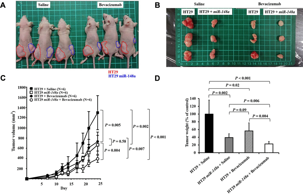 Synergistic anti-tumorigenic effect in animal study. To validate the role of miR-148a in tumorigenesis and evaluate the effect of miR-148a overexpression on tumor growth in vivo, miR-148a overexpression and NC clones with scrambled pCDH-NC were injected subcutaneously in 8-week-old nude mice to allow tumor growth (red circle: NC; blue circle: miR-148a overexpression). (A) One week after implantation, the mice were assigned to two groups and saline (Left) or bevacizumab (Right) was injected at the tumor site to evaluate the synergistic anti-tumorigenic effect. (B) Mice that received bevacizumab and miR-148a overexpression had significantly smaller cancer lumps than those that received saline and NC. (C) After the tumor-bearing mice were sacrificed at 3 weeks after tumor cell seeding, tumor burdens were analyzed. Mice that received bevacizumab had significantly smaller cancer lumps than those that received saline (P = 0.005) but larger lumps than those that received bevacizumab + miR-148a overexpression (P = 0.007). (D) Mice that received bevacizumab had significantly lower tumor weight than those that received saline (P = 0.02) but higher tumor weight than those that received bevacizumab + miR-148a overexpression (P = 0.004).