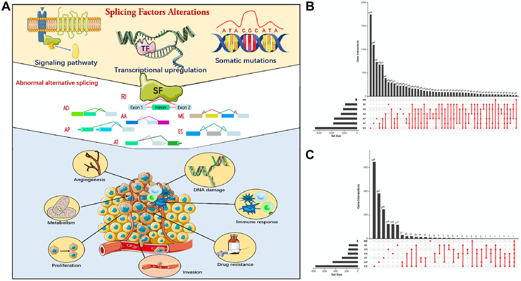 Alternative splicing (AS) events in cancer. (A) Mechanism of splicing regulatory factors in regulating RNA alternative splicing and tumor progression. ES (Exon skip) means that an exon is cut from the original transcript. RI (Retained intron): A new exon is formed by the retained Intron and the exons on both sides. AD (Alternate Donor site): The 3'-end splicing sites of different transcripts are the same but the 5'-end splicing sites are different. AA (Alternate acceptor site): The 5'-end splicing sites of different transcripts are the same but the 3'-end splicing sites are different. AP (Alternate promoter): The first exon of the two transcripts is different. AT (Alternate terminator): The last exon of the two transcripts is different. ME (Mutually exclusive exons): Different exons (called inclusive exons) are present in different transcripts. (B) Upset plot of all AS events in LUAD. (C) Upset plot of prognosis-related AS events in LUAD.