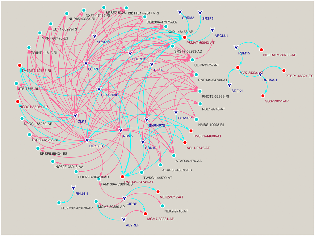 Construction of a splicing factors (SFs)-alternative splicing (AS) events network. Red edges mean positive regulation between AS and SF, while blue edges mean negative.