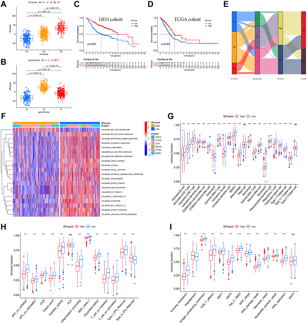 Characteristics of SFscore in prognosis and TME landscapes. (A) Differences in the SFscore between three SF clusters in LUAD (P B) Differences in the SFscore between two gene clusters in LUAD (P C) Kaplan-Meier curves for low and high SFscore patient groups in GEO cohorts (P D) Kaplan-Meier curves for low and high SFscore patient groups were validated in TCGA cohorts (P E) Alluvial diagram showing the changes of survival status, SFs clusters, gene clusters and SFscore. (F) GSVA enrichment analyses between groups with low/high SFscore. (G) TME cell infiltrating abundances in low/high SFscore groups. (H) Difference of immune functions in low/high SFscore groups. (I) Difference of other tumor-related biological processes in low/high SFscore groups.