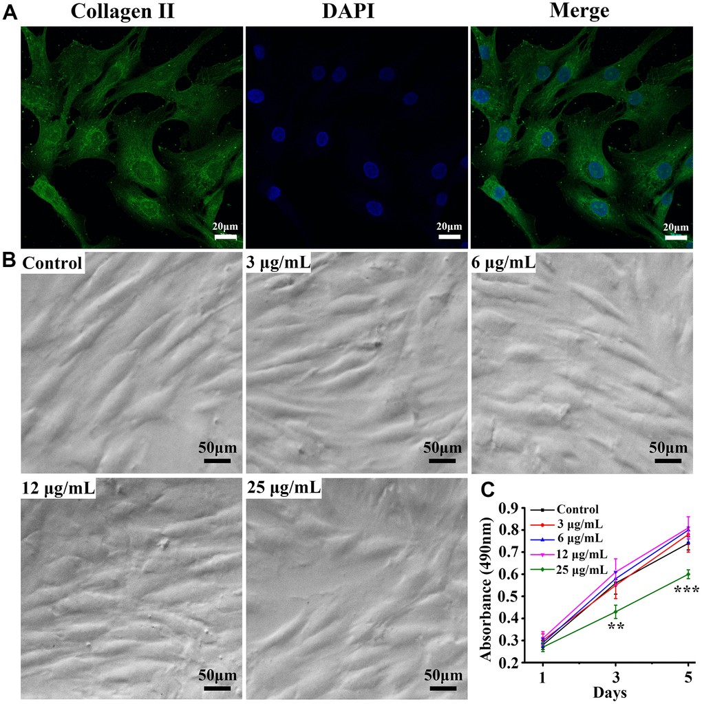 Identification of chondrocytes and proliferation of cells at different concentrations. (A) Chondrocyte collagen II immunofluorescence staining, (B) cell proliferation under culture conditions with different concentrations of psoralen, (C) MTT quantitative analysis of the number of cells on days 1, 3, and 5. ** represents P 