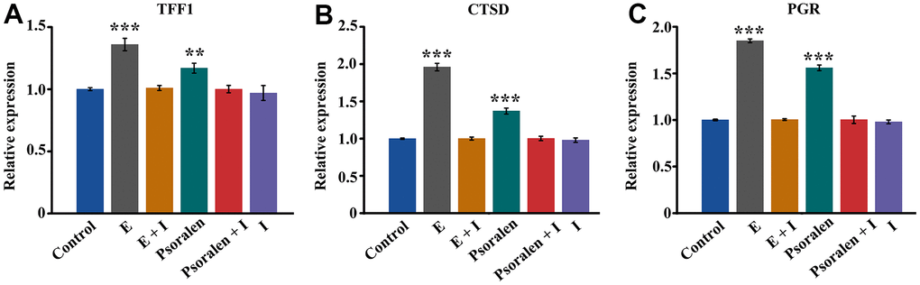 Expression of estrogen receptor target genes TFF1, CTSD, and PGR. E represents estrogen and I represents estrogen receptor antagonist. (A) Expression of TFF1 gene, (B) Expression of CTSD gene, (C) Expression of PGR gene. ** represents P 