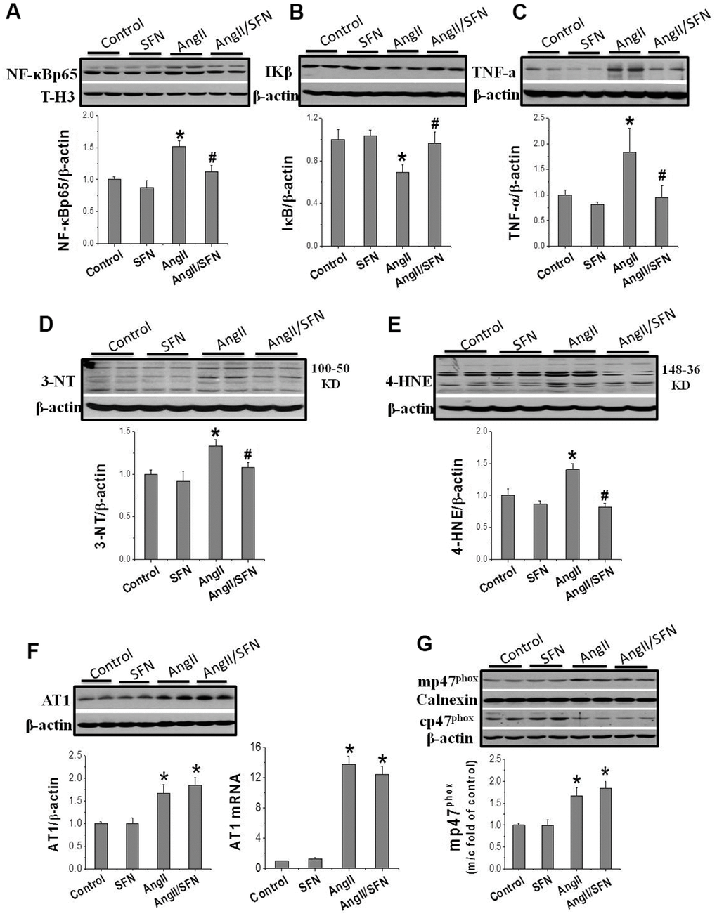 SFN inhibits Ang II-induced inflammation and oxidative stress. Western blot was used to detect the expression of inflammatory factors NF-κB (A), IKβ (B), TNF-α (C), oxidative stress indicators 3-NT (D), 4-HNE (E). Data were presented as the mean SD (n = 3). SFN has no effect on the activation of AT1 and NOX. Western blot and qPCR were used to detect the AT1 expression (F). Western blot was used to detect the expression of mp47phox and cp47phox (G). Data were presented as the mean SD (n = 3). *P P 