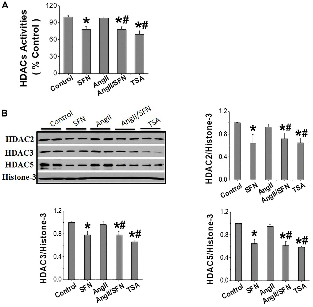 SFN activates Nrf2 through inhibiting HDACs expression and activity. The HDACs activity kit was used to detect the global HDACs activity (A). Western blot was used to detect the expression of HDAC2, HDAC3, HDAC5 (B). TSA, a deacetylase inhibitor, was used as a positive control. Data were presented as the mean SD (n = 3). *P P 