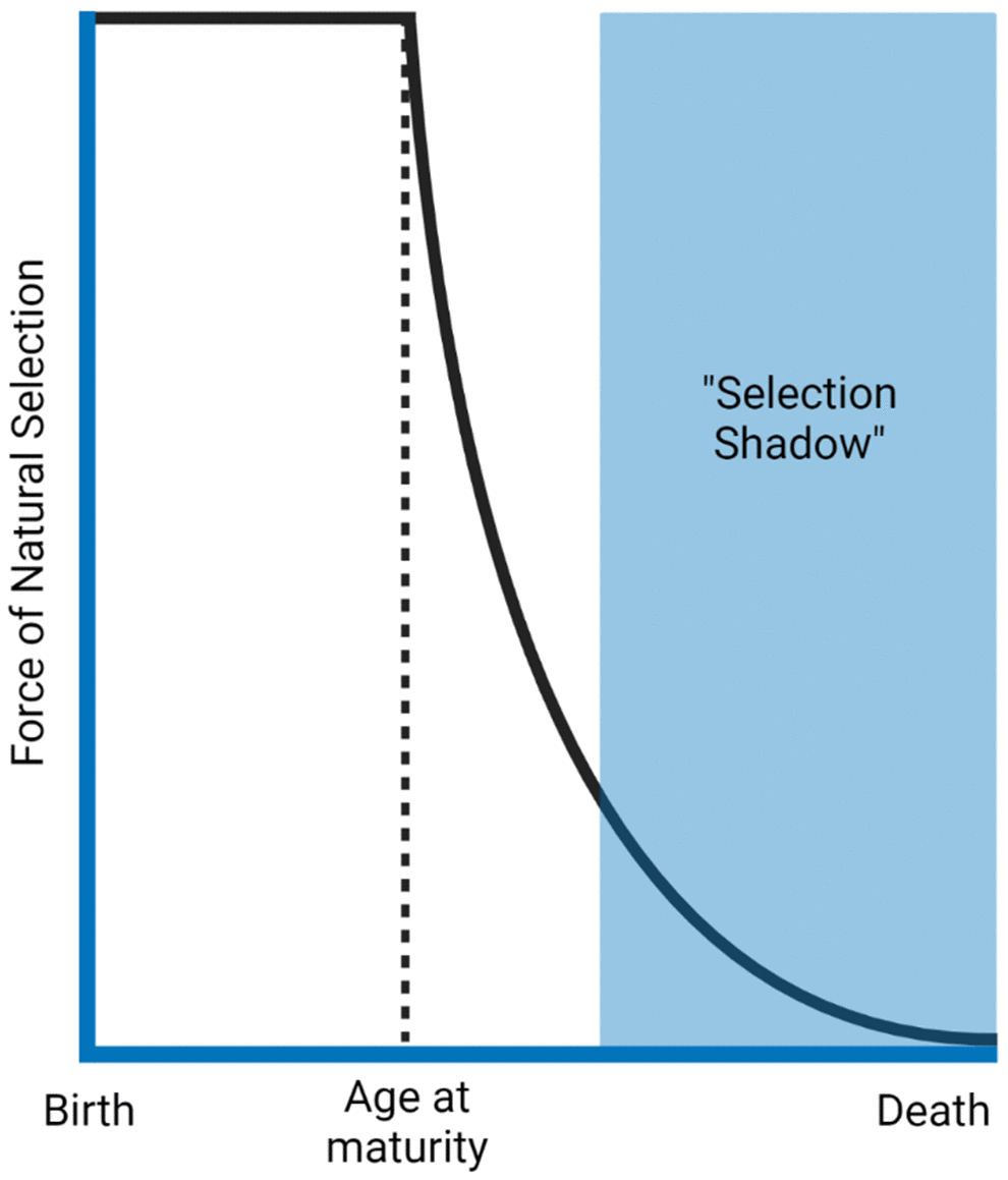 The force of natural selection in ageing. The force that selects different traits declines as a function of age after reproductive age. Natural selection benefits survival to maturity and reproduction. Therefore, traits that present harmful effects late in life (selection shadow) will likely have already been passed to the next generation. The figure was generated based on the reference [34].