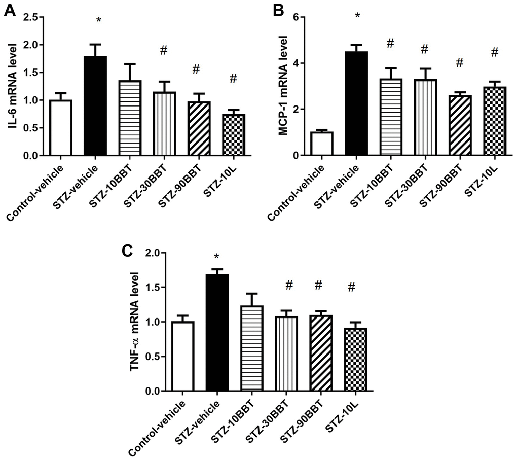 BBT-877 reduces the mRNA levels of inflammatory cytokines in STZ-induced diabetic mice. After treatment with BBT-877 for 8 weeks, mice were sacrificed and their kidneys were collected. RNA was extracted and subjected to qRT-PCR for (A) IL-6, (B) MCP-1, and (C) TNF-α. Abbreviations: STZ: streptozotocin; qRT-PCR: quantitative reverse transcriptase-polymerase chain reaction. STZ-10BBT: BBT-877 10 mg/kg, STZ-30BBT: BBT-877 30 mg/kg, STZ-90BBT: BBT-877 90 mg/kg, STZ-10L: losartan 10 mg/kg. *p #p n = 8−10.