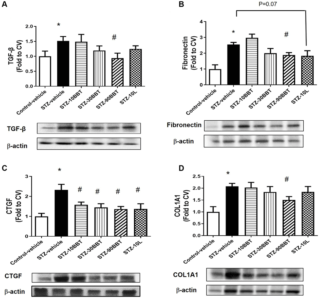 BBT-877 reduces the protein levels of fibrotic factors in STZ-induced diabetic mice. After treatment with BBT-877 for 8 weeks, mice were sacrificed and their kidneys were collected. Protein was extracted and subjected to western blotting for (A) TGF-β, (B) Fibronectin, (C) CTGF, and (D) COL1A1. Abbreviations: STZ: streptozotocin; qRT-PCR: quantitative reverse transcriptase-polymerase chain reaction. STZ-10BBT: BBT-877 10 mg/kg, STZ-30BBT: BBT-877 30 mg/kg, STZ-90BBT: BBT-877 90 mg/kg, STZ-10L: losartan 10 mg/kg. *p #p n = 8−10.