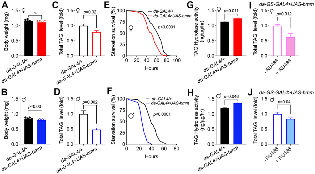 Global bmm overexpression effectively promotes lipolysis in Drosophila. (A, B) Body weight of da-GAL4>UAS-bmm flies with ubiquitous bmm overexpression compared with control da-GAL4/+ flies. (C, D) TAG content in da-GAL4/+ and da-GAL4>UAS-bmm flies. (E, F) The survival curves of da-GAL4/+ vs. da-GAL4>UAS-bmm flies under starvation conditions fed on 1.5% w/v agar as a water source. n=100 for female group, n=60 for male group, and p value was determined by log-rank analysis. (G, H) TAG hydrolase activity of da-GAL4>UAS-bmm flies compared with control da-GAL4/+ flies. (I, J) TAG content in inducible da-GS-GAL4>UAS-bmm flies with or without 50 μM RU486 induction. n=6 replicates and each replicate contained 7-10 flies for (A–D, I, J); n=3 replicates and each replicate contained 20 flies for (G, H). Data are shown as mean±SEM and analyzed by two-tailed Student t-test. See also Supplementary Figure 1.