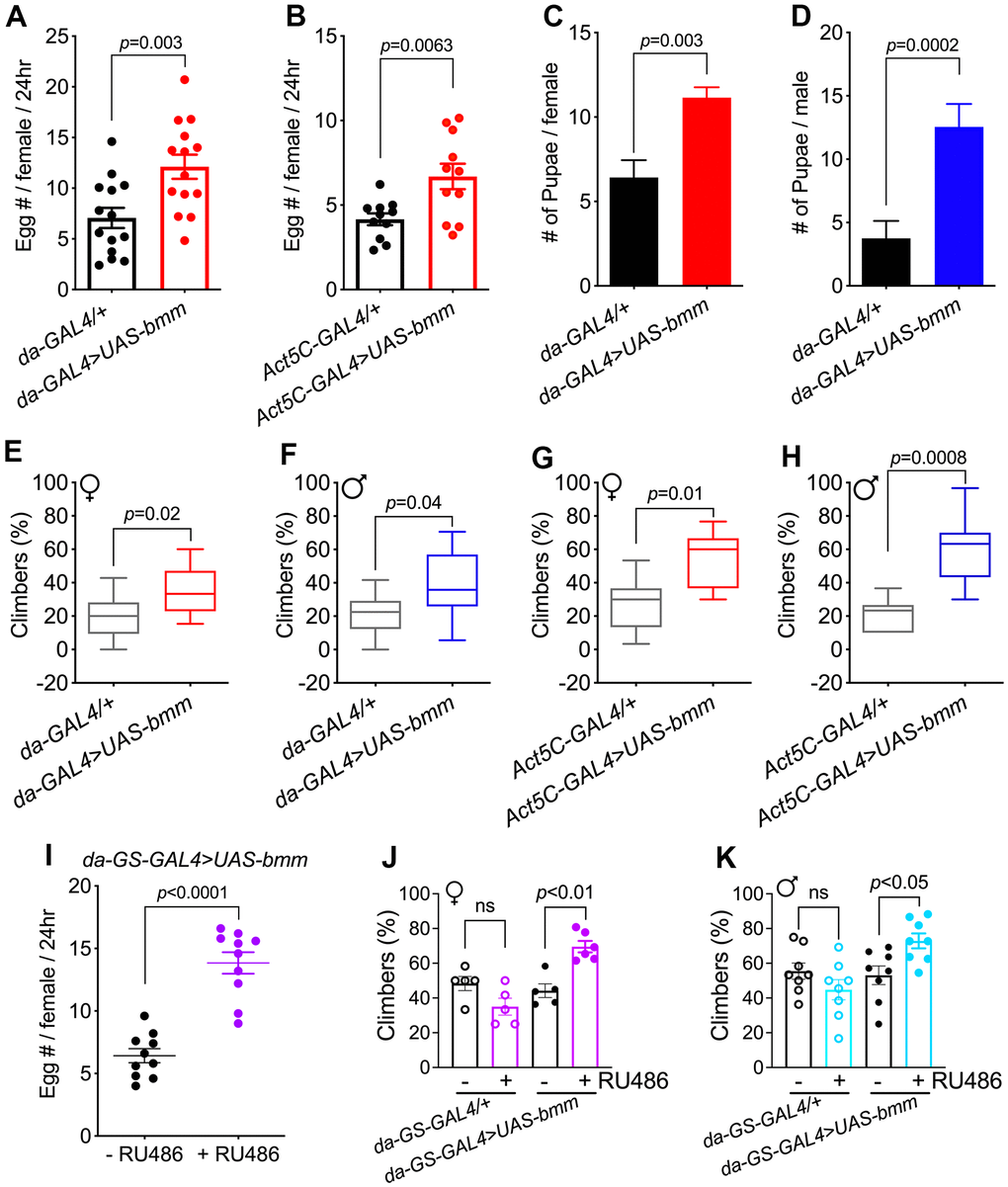 bmm overexpression promotes physiological fitness in both female and male Drosophila. (A) Fecundity of 2-week-old da-GAL4/+ vs. da-GAL4>UAS-bmm female flies. n=168 for da-GAL4/+ and n=154 for da-GAL4>UAS-bmm group. (B) Fecundity of 2-week-old Act5C-GAL4/+ vs. Act5C-GAL4>UAS-bmm female flies. n=93 for Act5C-GAL4/+ and n=84 for Act5C-GAL4>UAS-bmm group. (C) Number of pupae produced by da-GAL4/+ vs. da-GAL4>UAS-bmm female flies at 28 days of age paired with young male w1118 flies. n=25 for each genotype. (D) Number of pupae produced by w1118 virgin female flies after paired with da-GAL4/+ or da-GAL4>UAS-bmm male flies at 30 days of age. n=80 for each genotype. Data are shown as mean±SEM and analyzed by two-tailed Student t-test in (A–D). (E) Locomotion analysis of female da-GAL4/+ vs. da-GAL4>UAS-bmm flies at 38 days of age. n=84-151 for each group. (F) Locomotion analysis of male da-GAL4/+ vs. da-GAL4>UAS-bmm flies at 40 days of age. n=147-172 for each group. (G, H) Locomotion analysis of Act5C-GAL4/+ vs. Act5C-GAL4>UAS-bmm at 35 days of age. n=105 for each group. Data are shown as box and whisker plot and analyzed by two-tailed Student t-test in (E–H). (I) Fecundity of 2-week-old inducible da-GS-GAL4>UAS-bmm female flies with or without RU486 induction. n=50 for each group. Data are shown as mean±SEM and analyzed by two-tailed Student t-test. (J) Locomotion analysis of female flies using inducible da-GS-GAL4 driver at 76 days of age with or without RU486 induction. n=60-73 for each group. (K) Locomotion analysis of male flies using inducible da-GS-GAL4 driver at 72 days of age with or without RU486 induction. n=95-109 for each group. Data are shown as mean±SEM and analyzed by one-way ANOVA in (J, K). See also Supplementary Figure 2.