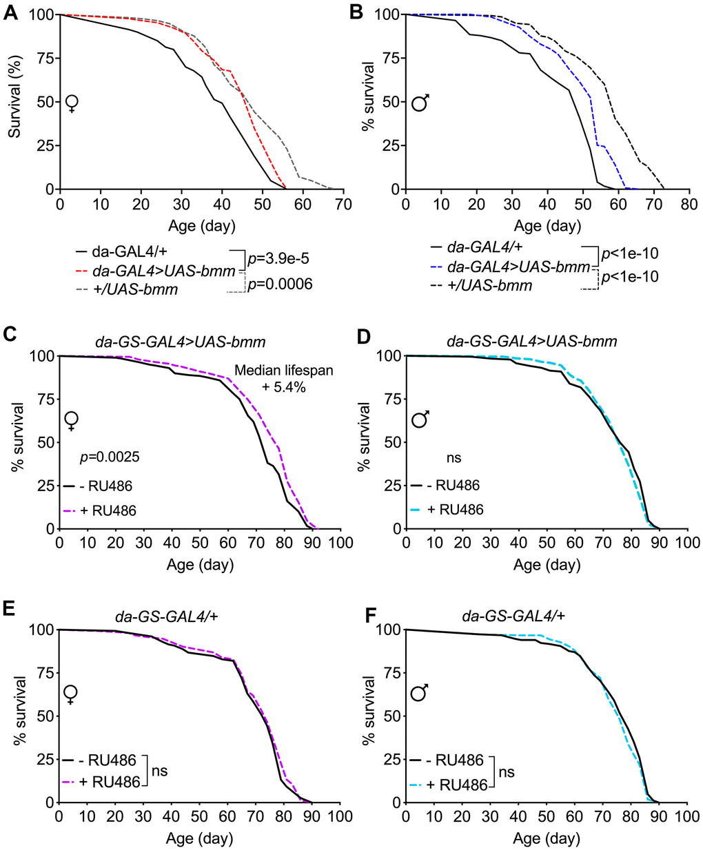 bmm overexpression has marginal effects on lifespan in Drosophila. (A, B) Kaplan-Meier curves of da-GAL4>UAS-bmm vs. control da-GAL4/+ and +/UAS-bmm flies. (C, D) Kaplan-Meier curves of inducible da-GS-GAL4>UAS-bmm with or without 50 μM RU486 induction. (E, F) Kaplan-Meier curves of inducible da-GS-GAL4/+ control flies with or without 50 μM RU486 induction. n for each group and p-value by log-rank analysis are listed in Supplementary Table 1.