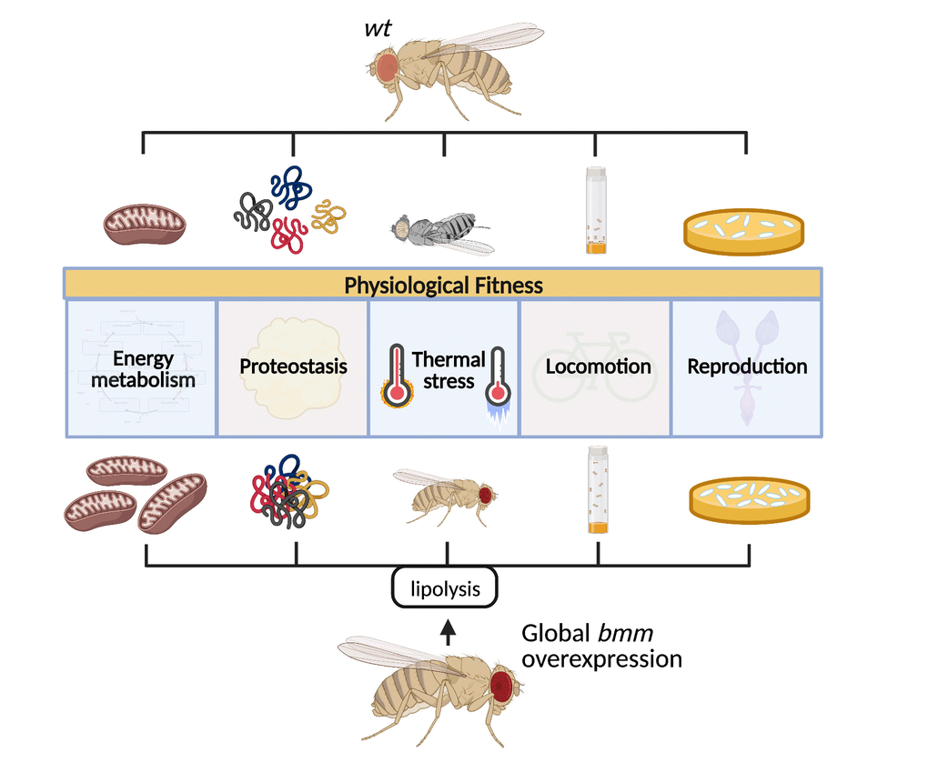 Increased systemic lipolysis through overexpression of the lipase bmm robustly promotes various health markers including increased fecundity, sustained locomotion capacity, enhanced stress resistance, and maintained proteostasis in flies.
