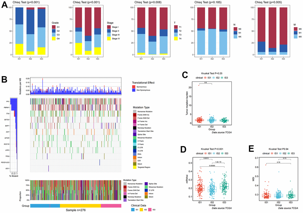 Identification of mutations, immune, and clinicopathological differences among three distinct ccRCC immune-related molecular subtypes. (A) Distribution ratio for grades, stages, T stages, N stages, and M stages across IS1–IS3 in the TCGA cohort. (B) Distribution landscape of mutation and CNV among IS1–IS3 in the TCGA cohort. (C) Distribution landscape of tumor mutation burden among IS1–IS3 in the TCGA cohort. (D) Distribution landscape of mRNAsi status among IS1–IS3 in the TCGA cohort. (E) Distribution landscape of MSI status among IS1–IS3 in the TCGA cohort.