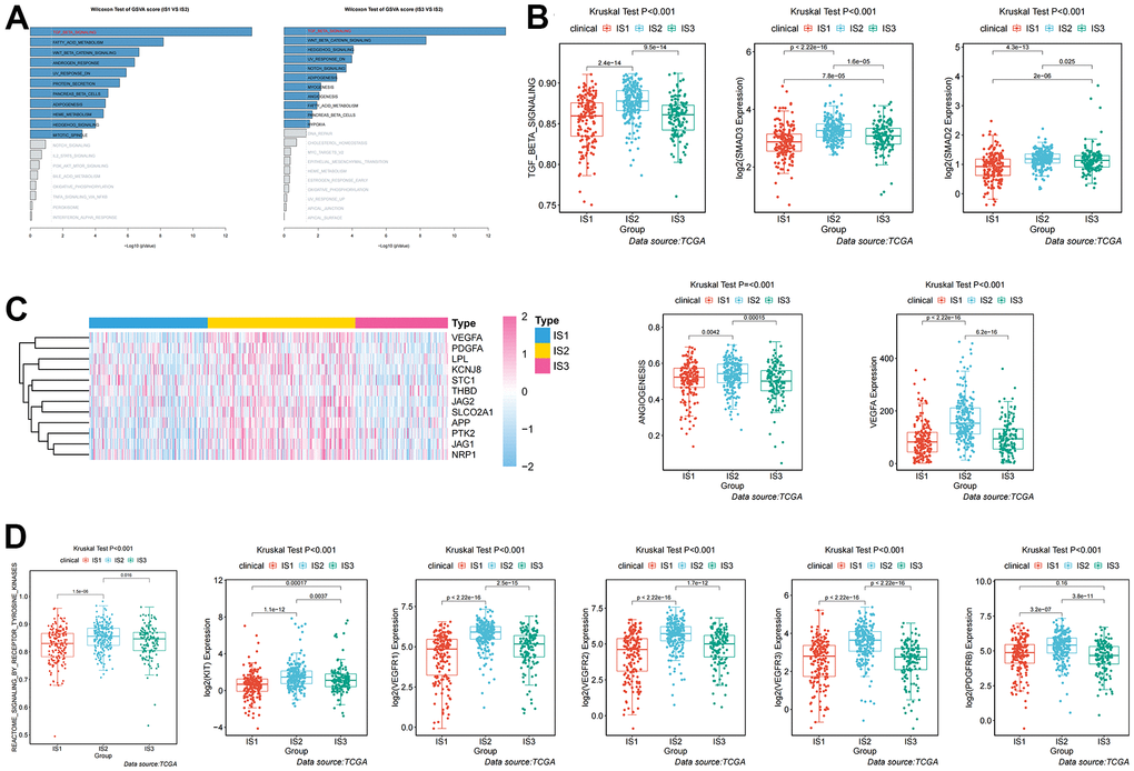 Analysis and definition of biological and immunological characteristics of IS2. (A) Differential enrichment analysis of signaling pathways in IS2 compared with IS1 and IS3 in TCGA cohorts. (B) Differential expression of the TGF-β pathway and key regulators (SMAD2 and SMAD3) among immune-related subtypes. (C) Differential expression of the ANGIOGENESIS pathway and major regulatory genes among immune-related subtypes. (D) Differential expression of the REACTOME SIGNALING BY RECEPTOR TYROSINE KINASES pathway and major regulatory genes among immune-related subtypes.