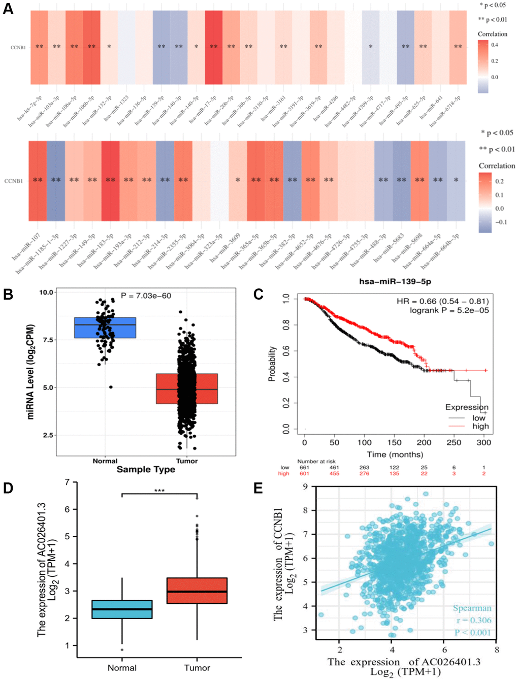 Identification of miR-139-5p as a potential upstream miRNA of CCNB1, and AC026401.3 as a potential upstream lncRNA of miR-139-5p. (A) The expression correlation between predicted miRNAs and CCNB1 in BC. (B) The expression of miR-139-5p in BC and control normal samples was determined. (C) The prognostic value of miR-139-5p in BC assessed plotter. (D) The expression of AC026401.3 in BC and control normal samples was determined. (E) Between CCNB1 and AC026401.3, there was a substantial positive association.