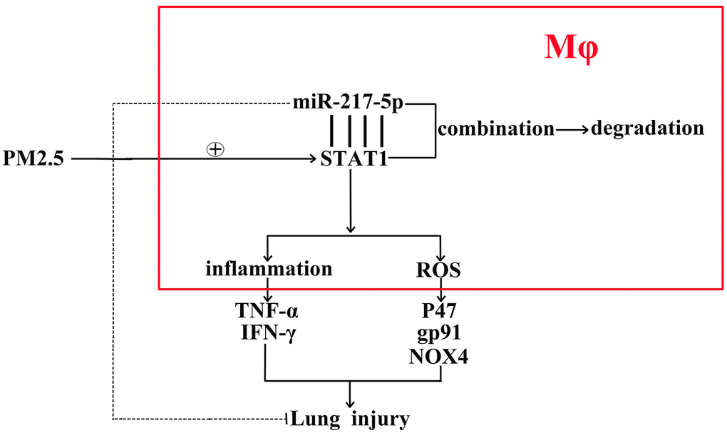 The schematic diagram of the miR-217-5p’ roles in the acute lung injury caused by PM2.5.