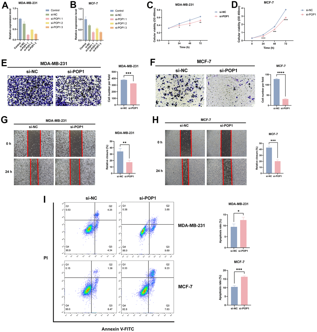 The effect of POP1 on proliferation, migration, and apoptosis of BC cells. (A, B) The qRT-PCR results suggested that siRNAs could successfully knock down the expression of POP1 in MDA-MB-231 and MCF-7. (C, D) Compared with the si-NC group, POP1 deficiency significantly inhibited the proliferation of MDA-MB-231 and MCF-7. (E–H) The depletion of POP1 significantly reduced the migration ability of MDA-MB-231 and MCF-7 cells, as demonstrated by transwell migration assays (magnification, 200×) and wound healing assays (magnification, 20×). (I) Cell apoptosis was detected via flow cytometry. *P 