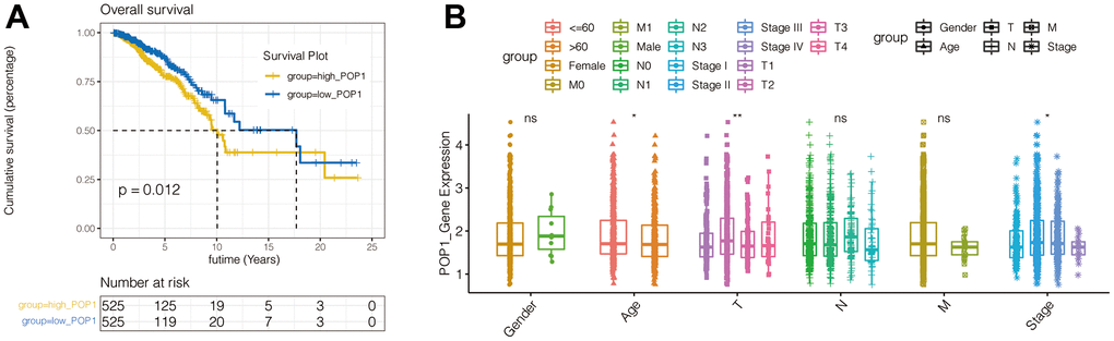 Survival curves of overall survival (OS) and clinical characteristics analysis in BC. (A) Kaplan-Meier curves of BC patients OS in patients with different POP1 expressions. (B) The correlation between POP1 expression and the gender, age, T stage, N stage, M stage and total stage of BC patients *P 