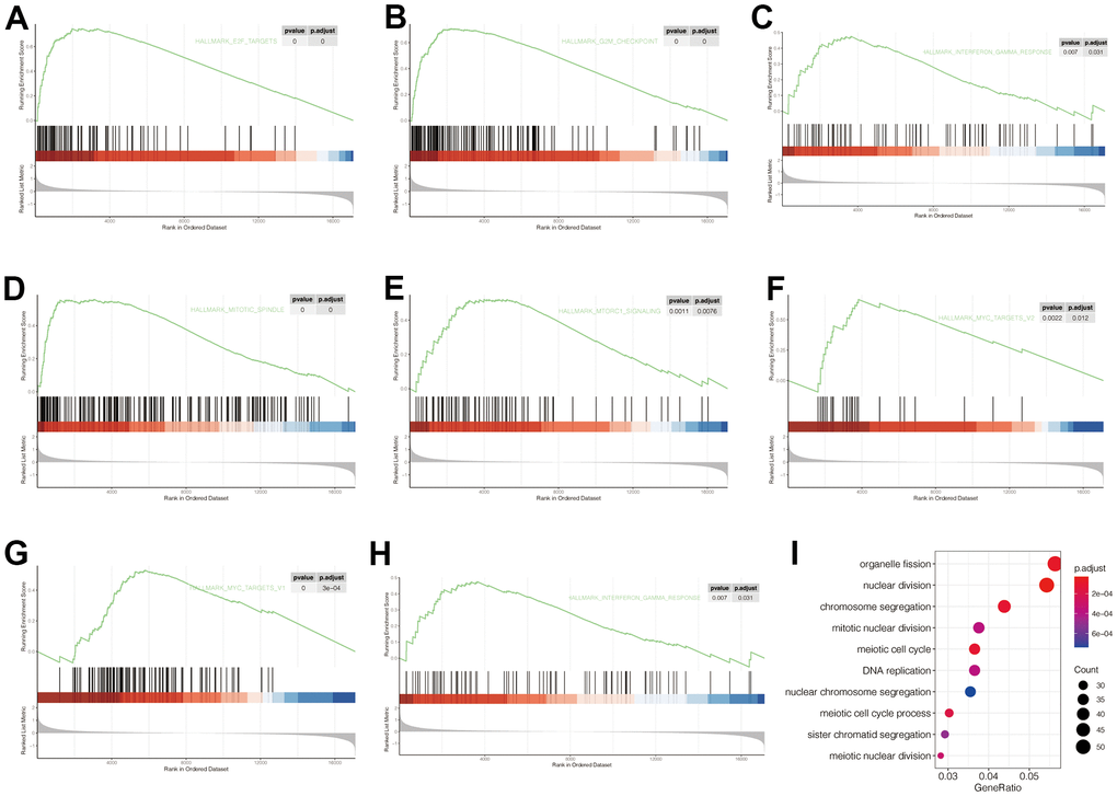 Gene Set Enrichment Analysis (GSEA) and Gene Ontology (GO) of corresponding functions and signaling pathways associated with POP1 expression. (A–H) The POP1 expression was significantly correlated with the E2F target, G2M checkpoint, interferon-gamma response, mitTORC1 signaling, and MYC targets. (I) The differentially expressed genes between the high- and low-POP1 groups were mainly enriched in organelle fission, nuclear division, and chromosome segregation. Abbreviations: GSEA, Gene set enrichment analysis; GO, Gene Ontology.