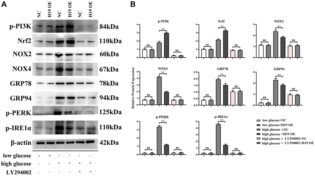 H19 suppressed ROS, and ERS by activating PI3K-Nrf2 signals. (A) Protein bands of the p-PI3K, Nrf2, NOX-2/-4, GRP78, GRP94, p-PERK, and p-IRE1a in each group. (B) Statistical data of each group, n = 3/group.