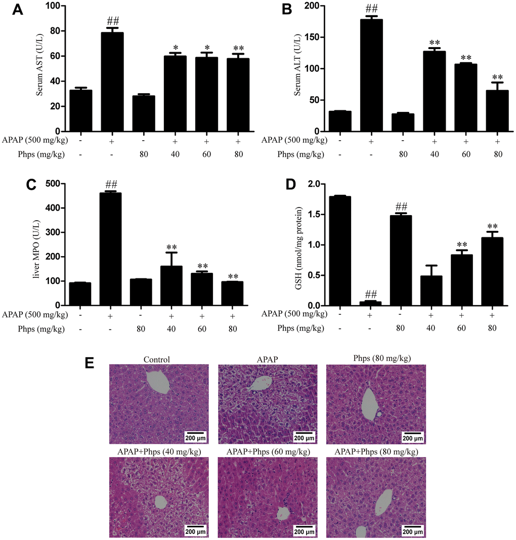 Phps decreased the accumulation of AST, ALT and up-regulated the levels of GSH and down-regulated the levels of MPO in mice; Phps reduced the number of cell necrosis and the condition of structure damage of WT mice. Haematoxylin and eosin staining of liver tissues. The mice were received Phps (40, 60, 80 mg/kg) prior 1 h APAP (500 mg/kg) injection. (A, B), the levels of AST and ALT. (C), the content of MPO in liver. (D), the levels of GSH in liver. (E) the liver sections by H&E staining (scale bars: 200 μm). All data are presented as mean ± SD (three independent experiments). #p ##p p p 