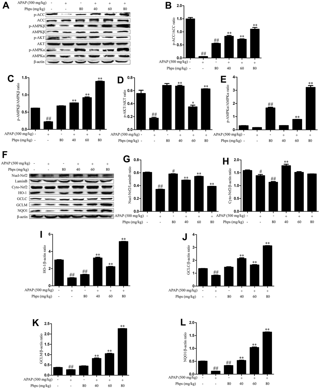 Phps regulated the expression of p-ACC, p-AMPKβ, p-AKT, p- AMPKα, Nrf2, HO-1, GCLC, GCLM, NQO1 in APAP-induced acute liver injury of mice. The mice were received Phps (40, 60, 80 mg/kg) prior 1h APAP (500 mg/kg) injection and liver was collected for Western blot. (A), the expression of p-ACC, p-AMPKβ, p-AMPKα and p-AKT in liver of mice. (B–E), Relative expression levels of all proteins including p-ACC, ACC, p-AMPKβ, AMPKβ, p-AKT AKT p-AMPKα and AMPKα. (F), the expression of Nrf2, HO-1 in nuclear protein and the expression of Nrf2, GCLC, GCLM, NQO1 in cytoplasmic protein. (G–L), Relative expression levels of all proteins including Nrf2, HO-1 in nuclear protein and Nrf2, GCLC, GCLM, NQO1 in cytoplasmic protein. All data are presented as mean ± SD (three independent experiments). #p ##p p p 