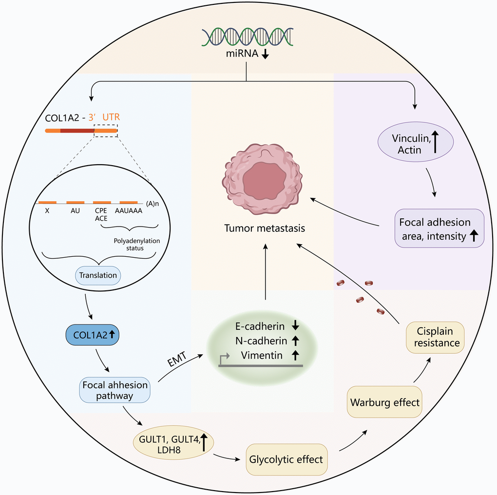 The diagram revealed the possible mechanism of COL1A2 involvement in colon adenocarcinoma.