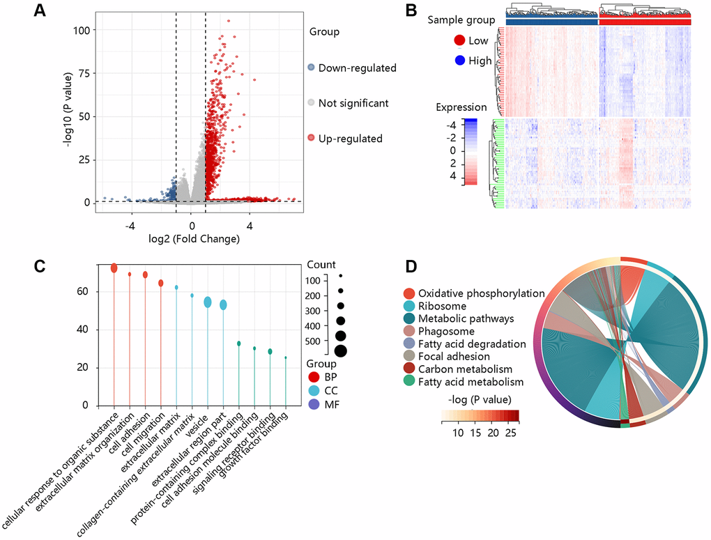 Functional enrichment analysis of the differentially expressed genes (DEGs). (A) The volcano plot exhibited the DEGs between high- and low- COL1A2 expression groups. (B) The heat map showed the top 50 significant DEGs. (C) The gene ontology annotations of the DEGs. (D) The KEGG pathway enrichment of the DEGs.