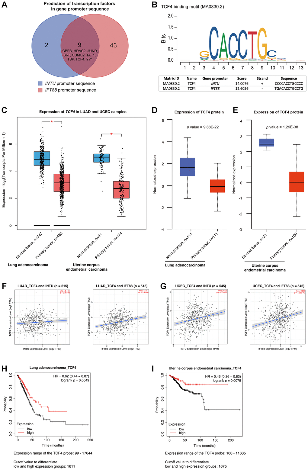 TCF4 was identified as a potential transcription factor that mediates INTU and IFT88 downregulation in LUAD and UCEC tumor samples. (A) Nine common transcription factors, including CBFB, HDAC2, JUND, SRF, SUMO2, TAF1, TBP, TCF4 and YY1 were predicted in INTU and IFT88 gene promoters. (B) Illustration of TCF4 binding consensus sequence and the putative TCF4 binding sites in INTU and IFT88 promoter sequence. (C) The TCF4 transcript level was downregulated in LUAD and UCEC tumor samples. * denotes p D, E) The protein level of TCF4 was downregulated in LUAD (D) and UCEC (E) tumor samples. (F, G) The expression of TCF4 positively correlated with the expression of INTU and IFT88 in LUAD (F) and UCEC (G) tumor samples. (H, I) The LUAD (H) and UCEC (I) patients with lowered level of TCF4 showed reduced OS probabilities.