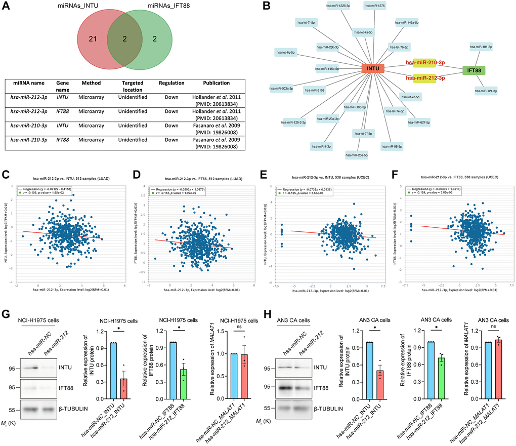 Identification of hsa-miR-212-3p as a communal miRNA against INTU and IFT88 in LUAD and UCEC samples. (A) Identification of hsa-miR-212-3p and hsa-miR-210-3p miRNAs that target both INTU and IFT88 transcripts. (B) Construction of the miRNA-target gene regulatory network. (C, D) The expression of hsa-miR-212-3p negatively correlated with the expression of INTU (C) and IFT88 (D) in LUAD samples. (E, F) The expression of hsa-miR-212-3p negatively correlated with the expression of INTU (E) and IFT88 (F) in UCEC samples. (G, H) Overexpression of hsa-miR-212 led to the downregulation of INTU and IFT88 protein levels in NCI-H1975 (G) and AN3 CA (H) cells. The MALAT1 levels were not affected. n = 3 biological replicates. Each n represents an independent preparation of protein or RNA samples. Error bars represent S.E.M. Statistical analysis was performed using two-tailed unpaired Student’s t-test. ns indicates no significant difference. * denotes p 