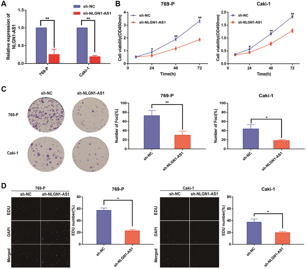 Reduced expression of NLGN1-AS1 markedly suppressed the proliferation of ccRCC cells in vitro. (A) qRT-PCR was conducted to verify the relative expression of NLGN1-AS1 in 769-P and Caki-1 cells transfected with independent shRNA targeting NLGN1-AS1. (B) CCK-8 assay performed with 769-P and Caki-1 cells after transfection of sh-NLGN1-AS1 compared with sh-NC. (C) Representative results of the colony formation of 769-P and Caki-1 cells transfected with sh-NLGN1-AS1 or sh-NC. The colonies were counted and captured. (D) Representative images of EDU assay performed with the 769-P and Caki-1 cells transfected with sh-NLGN1-AS1 or sh-NC. The data represent the mean ± SD of 3 replicates. *P **P 