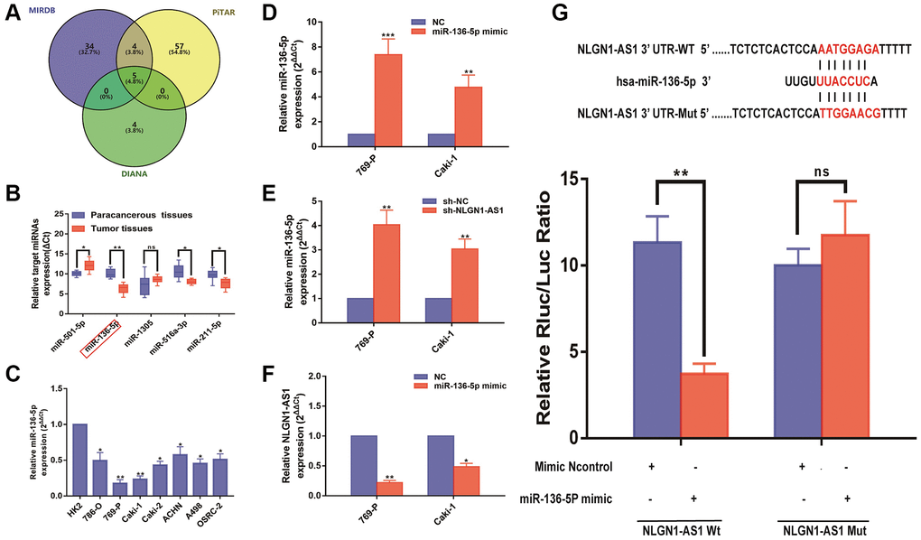 NLGN1-AS1 binds to miR-136-5p and represses its expression. (A) A schematic diagram used to search the target miRNAs of NLGN1-AS1 in three databases. (B) qRT-PCR assay confirmed the relative expression of five candidate miRNAs of NLGN1-AS1 in 769-P and Caki-1 cells and 20 paired ccRCC cancer tissues compared with corresponding adjacent normal tissues. (C) Relative expression of miR-136-5p in a series of RCC cell lines (786-O, 769-P, Caki-1, Caki-2, ACHN, A498 and OSRC-2) and human normal renal tubular epithelial cell line HK-2. (D, E) Relative expression of miR-136-5p in 769-P and Caki-1 cells transfected with miR-136-5p mimic(d) or cells after transfection with sh-NLGN1-AS1(e). (F) Relative expression of NLGN1-AS1 in 769-P and Caki-1 cells transfected with miR-136-5p mimic. (G) Schematic illustration of the predicted binding sites between NLGN1-AS1 and miR-136-5p, and mutation of potential miR-136-5p binding sequence in NLGN1-AS1. Relative luciferase activities of wild type (WT) and mutated (Mut) NLGN1-AS1 reporter plasmid in human embryonic kidney (HEK) 293T cells co-transfected with miR-136-5p mimic. The data represent the mean ± SD of 3 replicates. *P **P 