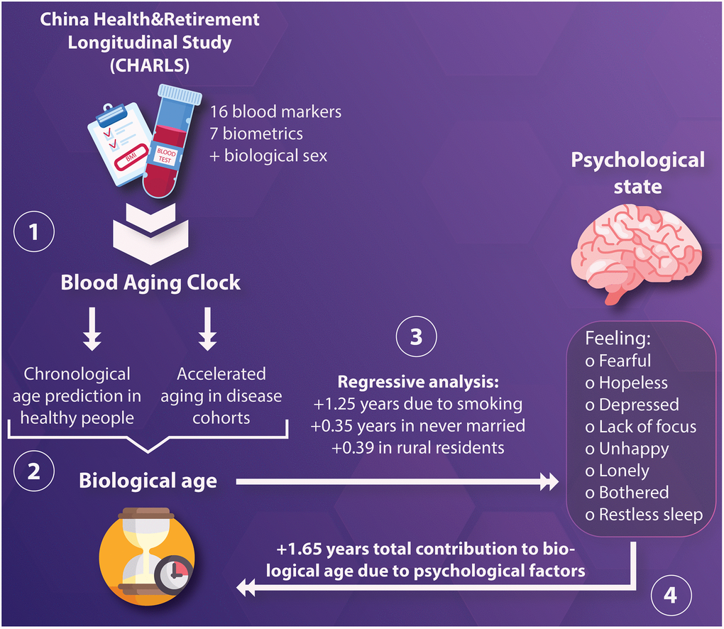 (1) Blood and biometric data, in addition to biological sex, were used to construct a neural network aimed to predict chronological age; (2) The age predicted by the model, hereby denoted as “biological age” was tested in healthy and ill participants to identify conditions interpreted as accelerated aging; (3) Then, regressive analysis was performed using an elastic net to quantify the total contribution of demographic, lifestyle, and psychological factors, hereby denoted as “psychological state,” to biological age; (4) The weight of each variable was understood as age acceleration, with the aggregate effect of one’s psychological state being able to accelerate biological aging by 1.65 years.