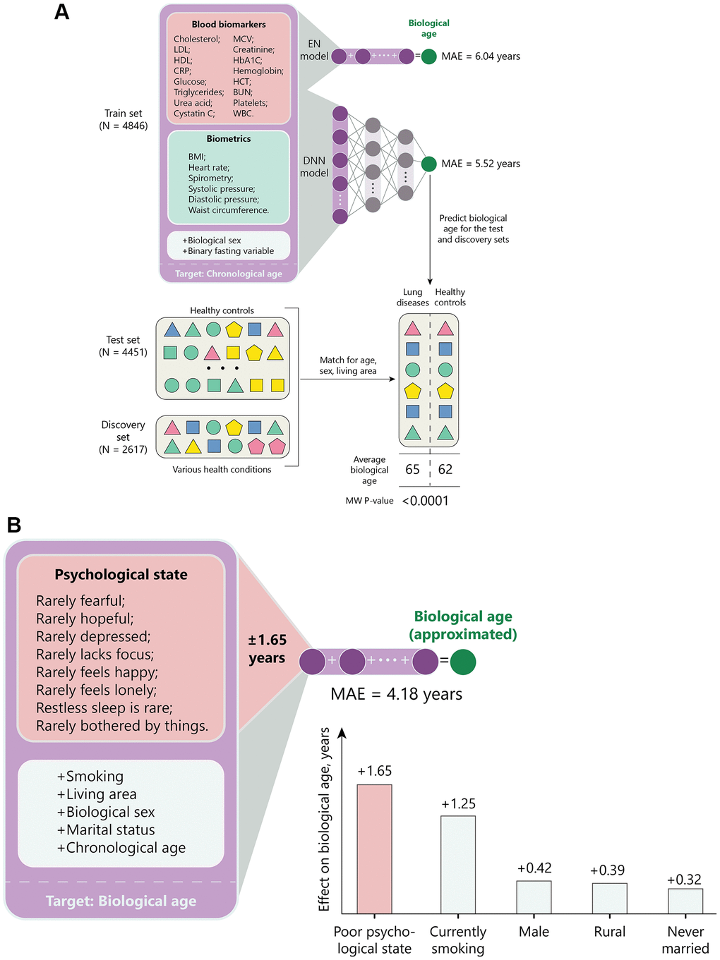 Graphic description of the study. (A) 4,846 entries from CHARLS were used to train a deep neural network regressor of chronological age, whose performance was compared to an elastic net model. The age predicted by a regressor is further referenced as “biological age”. Biological age of healthy (test set) participants and participants with a history of serious diseases (discovery set) was compared to identify conditions that are interpreted as accelerated aging by the model. To control for confounders, prediction averages were compared in matched cohorts. (B) The effect of psychological and other factors has been compared using elastic net. All variables, except chronological age, were converted to binary to predict biological age returned by the neural network described in panel (A). The weight of each variable was interpreted as age acceleration.