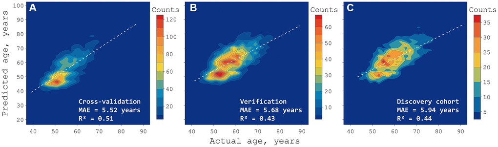 Density map of deep neural network predictions in three sets. The training set (A) was used to tune the neural network in a cross-validated manner, healthy samples from the test set (B) were used for verification, and the discovery set (C) contains only people with health conditions to explore cases of accelerated aging. The color bars mark continuous areas containing the same number of people. MAE stands for mean absolute error, R2 stands for coefficient of determination.