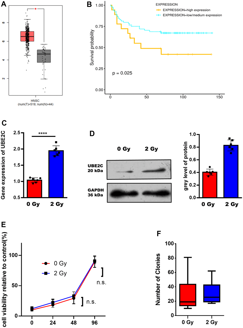 UBE2C is over-expressed in HNSCC after radiation and associated with the poor prognosis. (A) The expression of UBE2C was different in different subclasses (Tumor group, N=519. Normal group, N=44.). (B) The different survival probability between the high expression and low/medium expression of UBE2C were shown (p=0.025). (C) RT-PCR result of UBE2C gene expression in CAL27 after 0/2 Gy radiation. (D) Western blot result of UBE2C protein expression in CAL27 after 0/2 Gy radiation. (E) Cell viability of CAL27 after 0/2 Gy radiation. (F) Cell colony formation assay of CAL27 after 0/2 Gy radiation. *P 