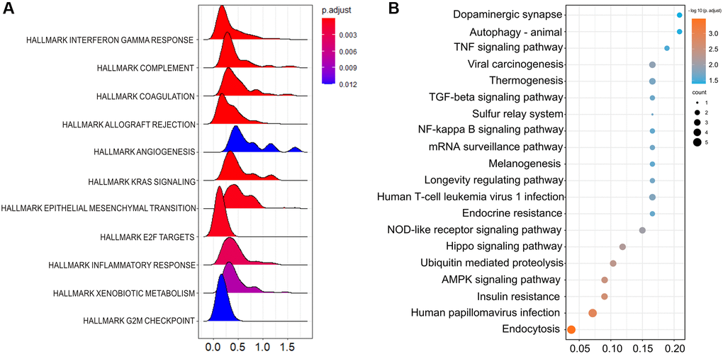 The underlying mechanisms related to HSF1 are shown. (A) Gene Set Enrichment Analysis (GSEA) of the deferentially expressed genes between the HSF1 high–expression versus HSF1 low–expression group in AML. (B) Kyoto Encyclopedia of Genes and Genomes (KEGG) enrichment analysis of HSF1 related genes.