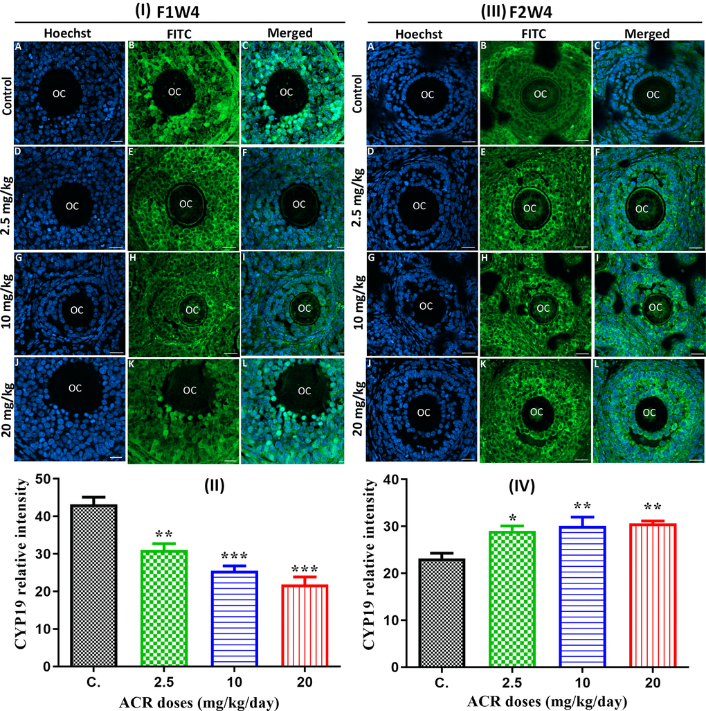 (I) Effect of developmental ACR exposure on immunolocalization of ovarian CYP19 localization in AF1 treated groups compared to control CF1. Normal control CF1 females (A–C). Immunolocalization of CYP19 protein in AF1 females treated with the dose of 2.5 mg/kg (D–F), 10 mg/kg (G–I), and 20 mg/kg (J–L). (II) CYP19 relative intensity in 4-week-old AF1 females compared with control CF1. (III) Effect of developmental ACR exposure on immunolocalization of ovarian CYP19 localization in AF2 treated groups compared to control CF2. The normal control CF2 females (A–C), immunolocalization of CYP19 protein in AF2 females treated with the dose of 2.5 mg/kg (D–F), 10 mg/kg (G–I)), and 20 mg/kg (J–L). (IV) The CYP19 relative intensity in 4-week-old AF2 females compared with control (CF2). Sections of the ovary was performed by immunofluorescence using specific CYP19 antibody stained with FITC (green), and cell nuclei were stained with Hoechst (blue). Scale bar = 20 μm.