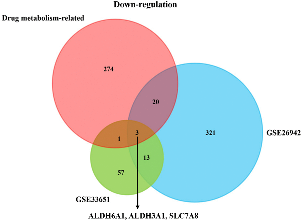 The downgulated co-DEGs in the drug-metabolism related geneset and two GC datasets. The Venn plot depicting three downregulated drug-metabolism related genes (ALDH6A1, ALDH3A1 and SLC7A8) could be correlated with the GC patients’ progression.