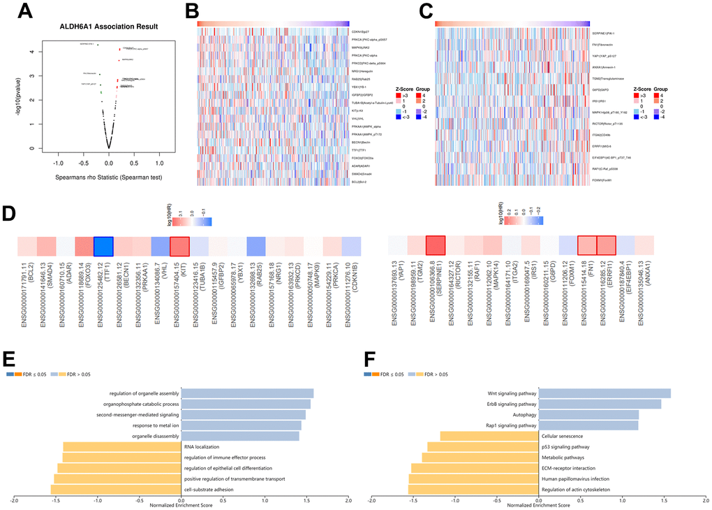 The co-expression network of ALDH6A1 in gastric cancer. (A) The LinkedOmics database has implicated the genes that possessed strong correlation with ALDH6A1 in GC. (B, C) The heatmaps has implied the top genes that owned positive and negative relationship with ALDH6A1 in GC. (D) The survival heatmaps has illustrated the top genes that were positively and negatively related to ALDH6A1 in GC. (E, F) GO and KEGG pathway of ALDH6A1 in GC.