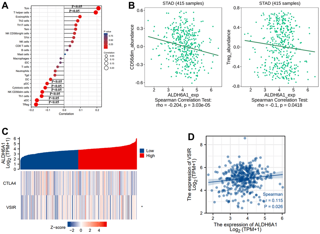 The link between the ALDH6A1 expression and immune regulation of GC. (A) The picture has conveyed the correlation between the expression level of ALDH6A1 and 24 types of immune cells. (B) The TISIDB platform portraying the link between ALDH6A1 and CD56dim cells, Treg (p C, D) Both the heatmap and the scatterplot have illustrated that the ALDH6A1 expression was positively related to VSIR (p 