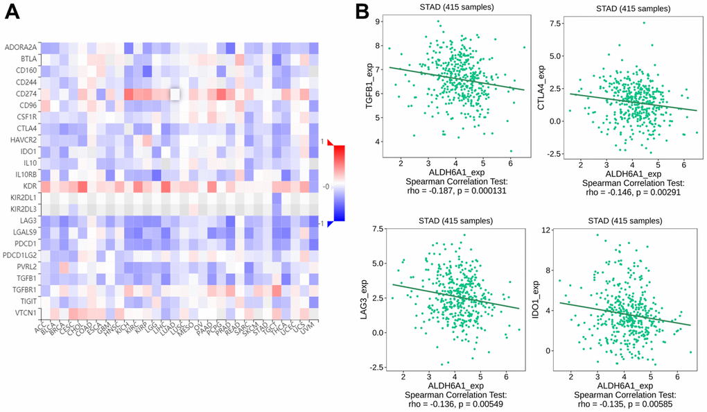 The link between the ALDH6A1 expression and immunoinhibitors of GC patients. (A) The picture has conveyed the relationship between ALDH6A1 expression and immunoinhibitors. (B) The scatter plots have depicted the top four immunoinhibitors which possessed a negative link with ALDH6A1 expression.